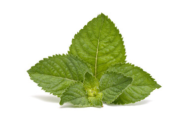 Naklejka na ściany i meble Green peppermint leaves on a white background.