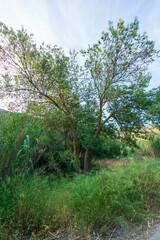 big tree in the countryside of Spain