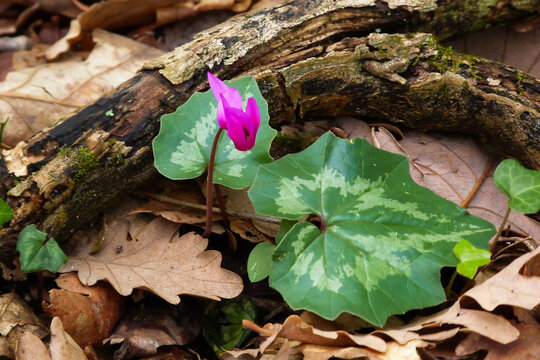 Ciclamino primaverile (Cyclamen repandum) fioritura nel sottobosco