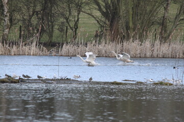 A view of a Mute Swan on the water