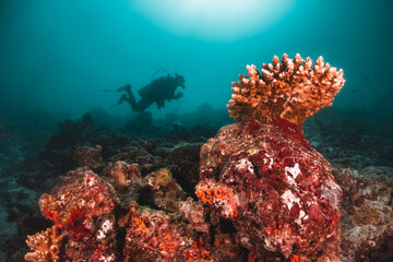 Colorful coral reef scene with a scuba diver swimming around coral reef