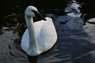 A view of a Trumpeter Swan