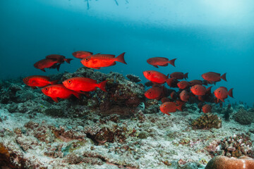 Stunning underwater reef scene with schooling fish among colorful coral reef environment