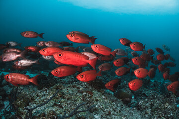 Fototapeta premium Stunning underwater reef scene with schooling fish among colorful coral reef environment