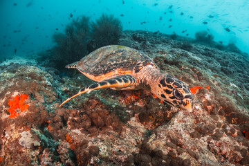 Sea turtle grazing underwater on coral reef surrounded by schools of tropical fish, Maldives, Indian Ocean