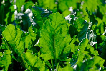 Blatt der Zuckerrübe