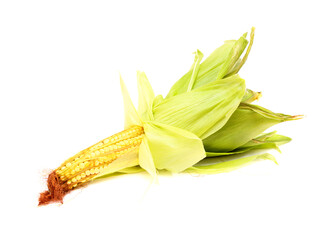 Ear of young sweetcorn isolated on white background