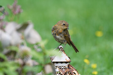 young thrush sitting on an old lantern