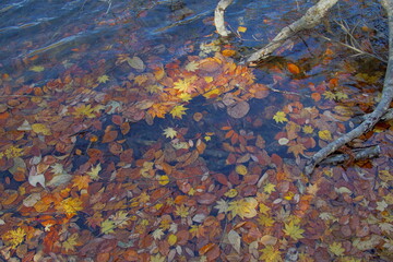 Beautiful colored trees with lake in autumn, landscape photography. Outdoor and nature in Japan