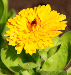 Marigold flowers also known as tagetes close – up view