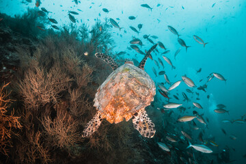 Sea turtle swimming over coral reef surrounded by schooling tropical fish