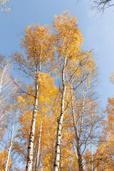 Autumn birch yellow forest. Golden autumn