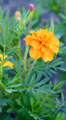 Marigold flowers also known as tagetes close – up view