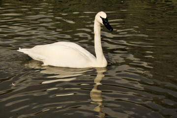 A view of a Trumpeter Swan