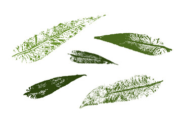 Vector Stamp willow leaf print.  Set with stamp leaves. Hand drawn floral elements for your design