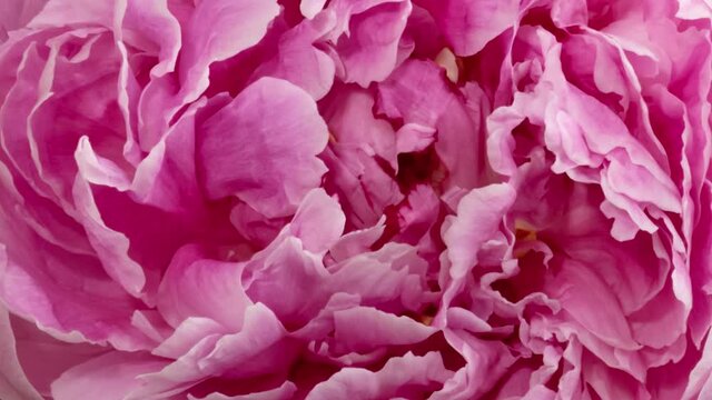 Macro time lapse opening peony flower background
