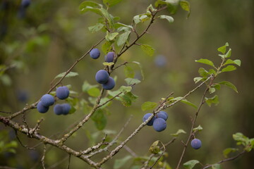 ripe plums in the tree. prunus domestica fruits in the orchard