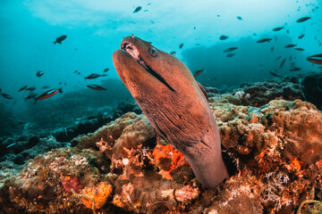 Moray eel among colorful coral reef surrounded by tropical fish in clear blue water, Maldives, Indian Ocean