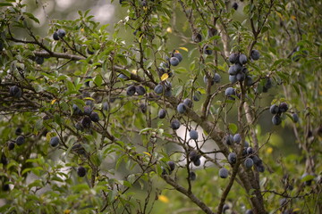ripe plums in the tree. prunus domestica fruits in the orchard