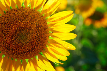 Obraz premium sunflower - bright field with yellow flowers, beautiful summer landscape