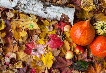 Autumn composition with colorful leaves and apples and pumpkins free space background decorative thanksgiving  seasons colorful beautiful togetherness invitation birch bark hokkaido nature decoration