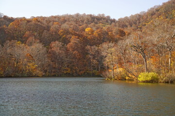 Beautiful colored trees with lake in autumn, landscape photography. Outdoor and nature in Japan