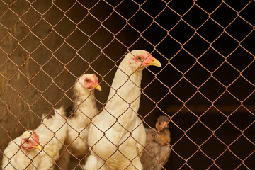 light-colored hens in a chicken coop behind bars