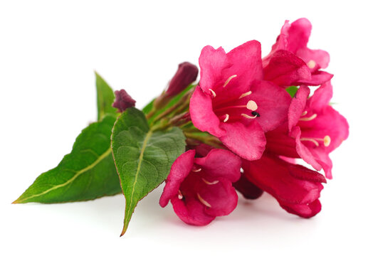 Pink weigela blossom.