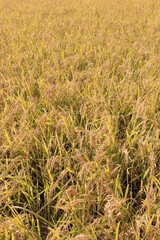 よく実った穂を垂らす稲穂