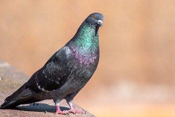 Bird pigeon, close-up, cityscape, nature.