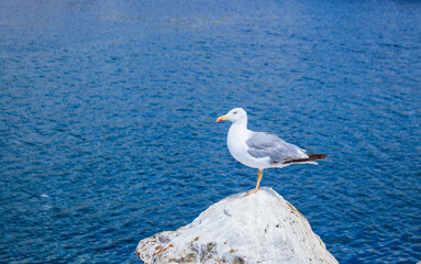 seagull on the rock