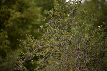 ripe plums in the tree. prunus domestica fruits in the orchard