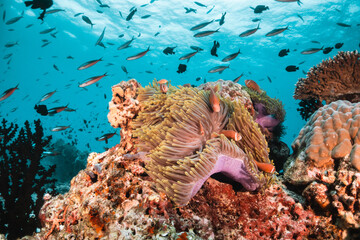 Stunning underwater reef scene with schooling fish among colorful coral reef environment