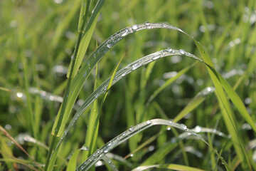 
Morning dew on the grass.