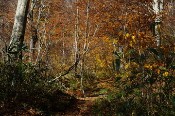 Beautiful autumn landscape in Northern Alps of Japan, Otari, Nagano.