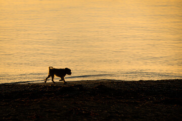 A small dog walking on the beach, back lit by the early morning sun