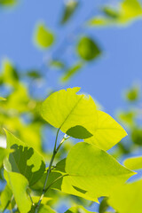 Fototapeta na wymiar Green leaves of a tree, against the sun. Blue sky background.