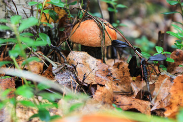 Mushrooms in the forest.