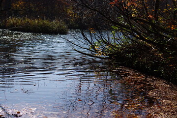 Beautiful colored trees with lake in autumn, landscape photography. Outdoor and nature in Japan