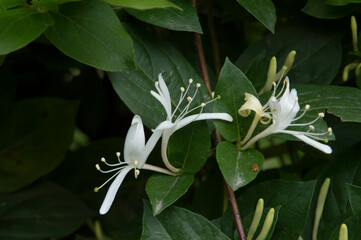Etruscan honeysuckle bush with flowers