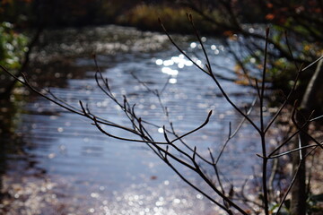 Fototapeta premium Beautiful colored trees with lake in autumn, landscape photography. Outdoor and nature in Japan