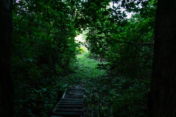 Green trees in the forest. Dark forest trail in the woods with wooden path