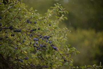 ripe plums in the tree. prunus domestica fruits in the orchard