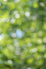 Bokeh, background, abstract blurry leaves. Green forest nature.