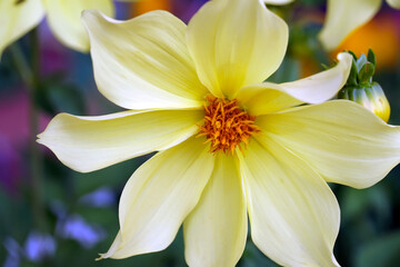 Fototapeta premium Dahlia Yellow Hammer isolated flower close-up shot.