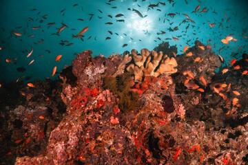Naklejka na ściany i meble Underwater tropical reef scene, schools of small fish swimming together in blue water among colorful coral reef in The Maldives, Indian Ocean
