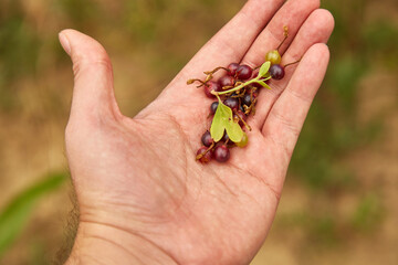 currant berries in the hands of a man