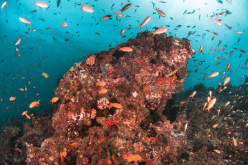 Underwater tropical reef scene, schools of small fish swimming together in blue water among colorful coral reef in The Maldives, Indian Ocean