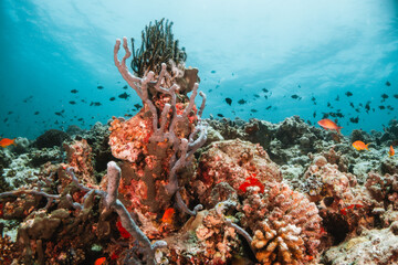 Underwater tropical reef scene, schools of small fish swimming together in blue water among...
