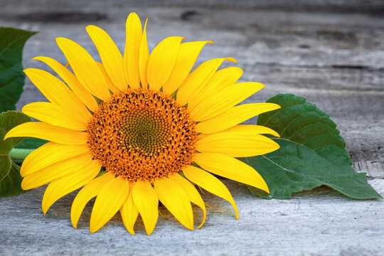 yellow flower on the table, sunflower, rustic background, mock up for design
